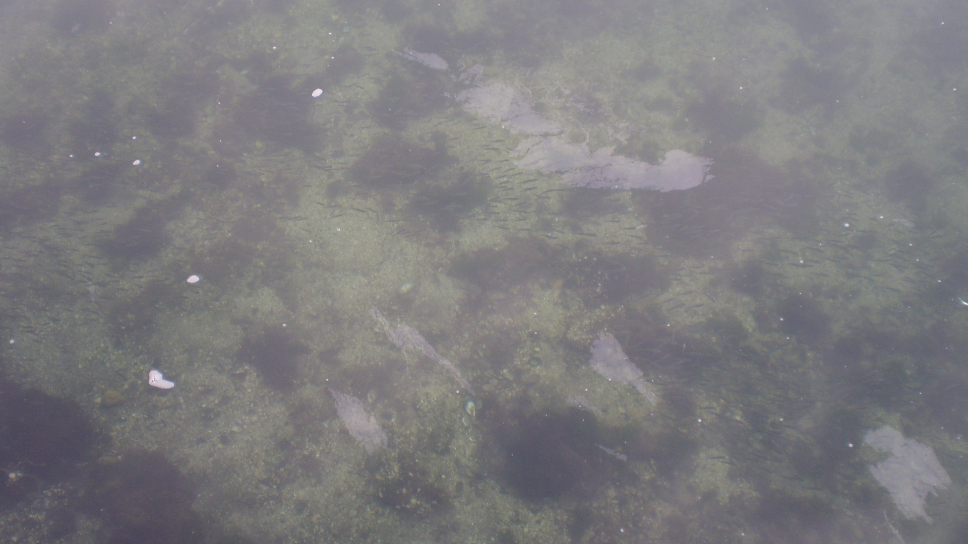 Zauljene mrlje na površini mora u blizini marine Kordić