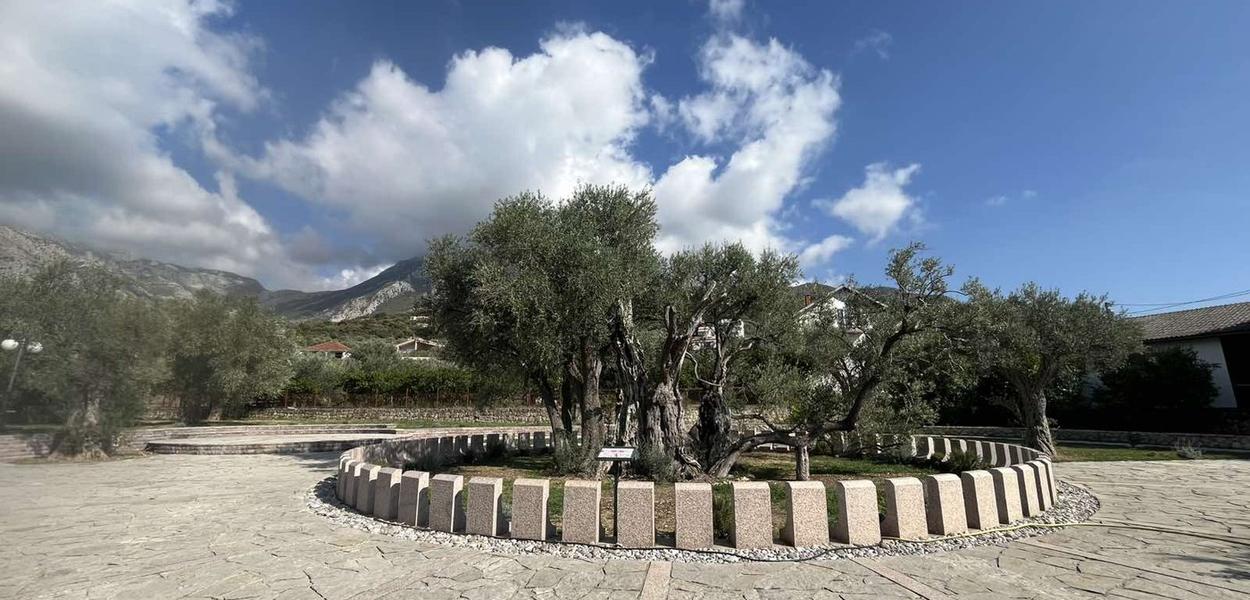 Stara maslina (Foto: Portal ETV/T.K.)