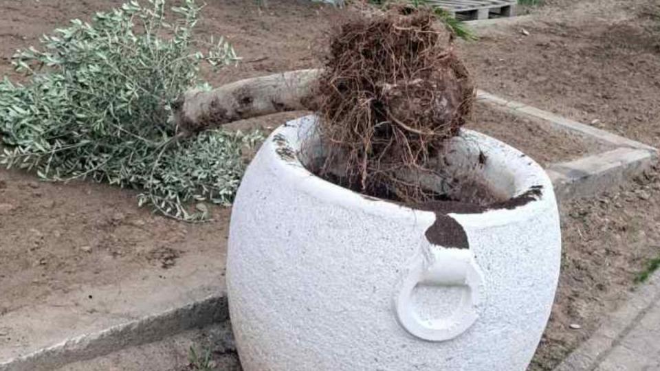 Uništene saksije sa stablima (Foto: Komunalno preduzeće Budva)