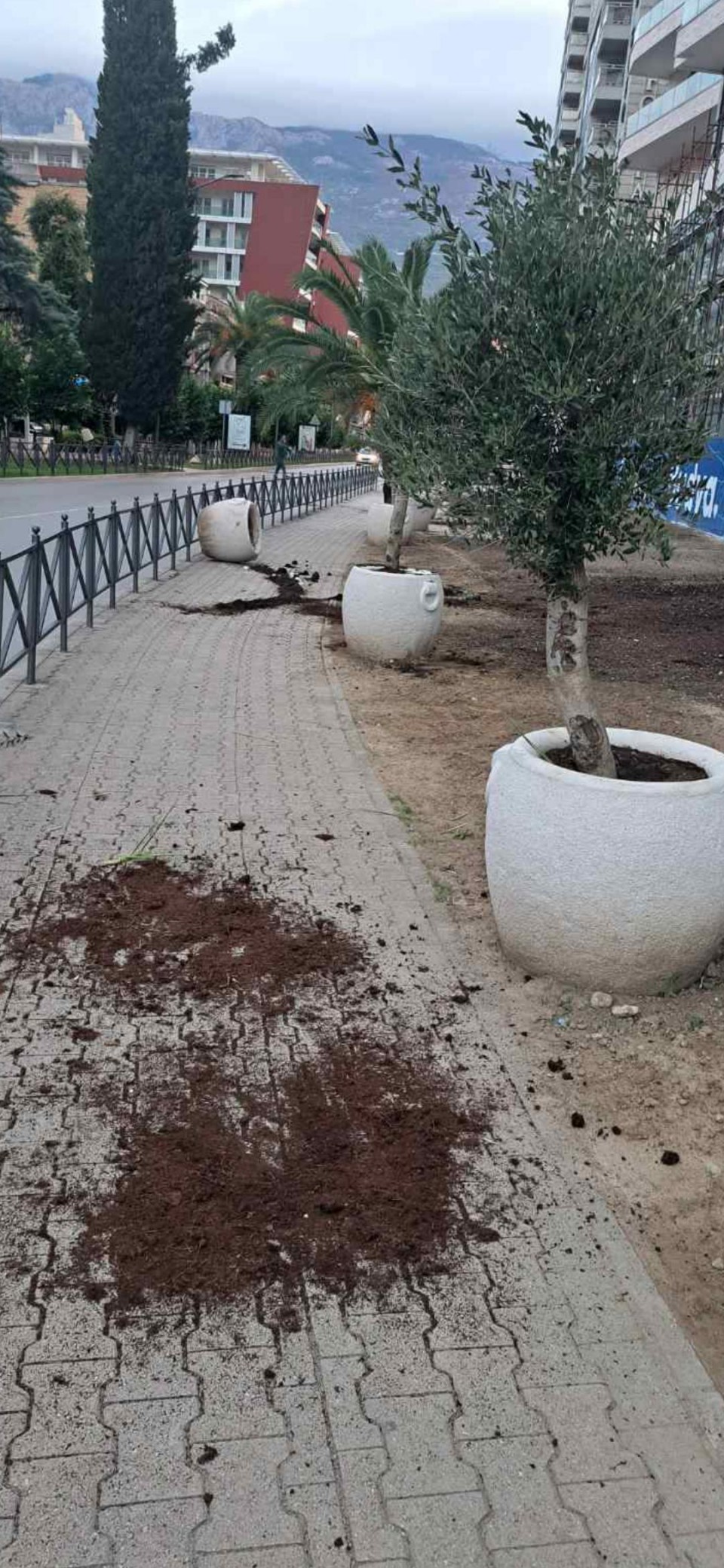 Uništene saksije sa stablima