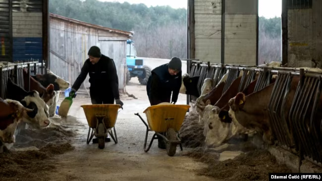 Jedna od farmi (Foto: Džemal Ćatić/RFE-RL)