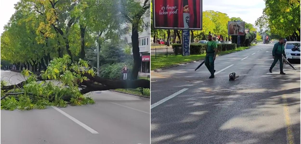 Palo stablo i intervencija radnika Zelenila (Foto: Oči Podgorice - stop kadar)