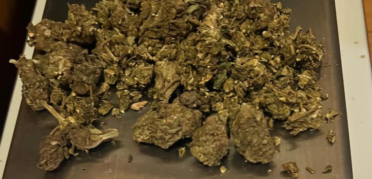 Pronađena marihuana (Foto: Uprava policije)