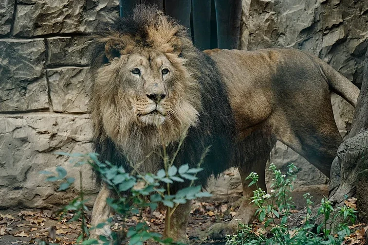 Lav u ekološkom parku u Hrkovu (Foto: Pravda)