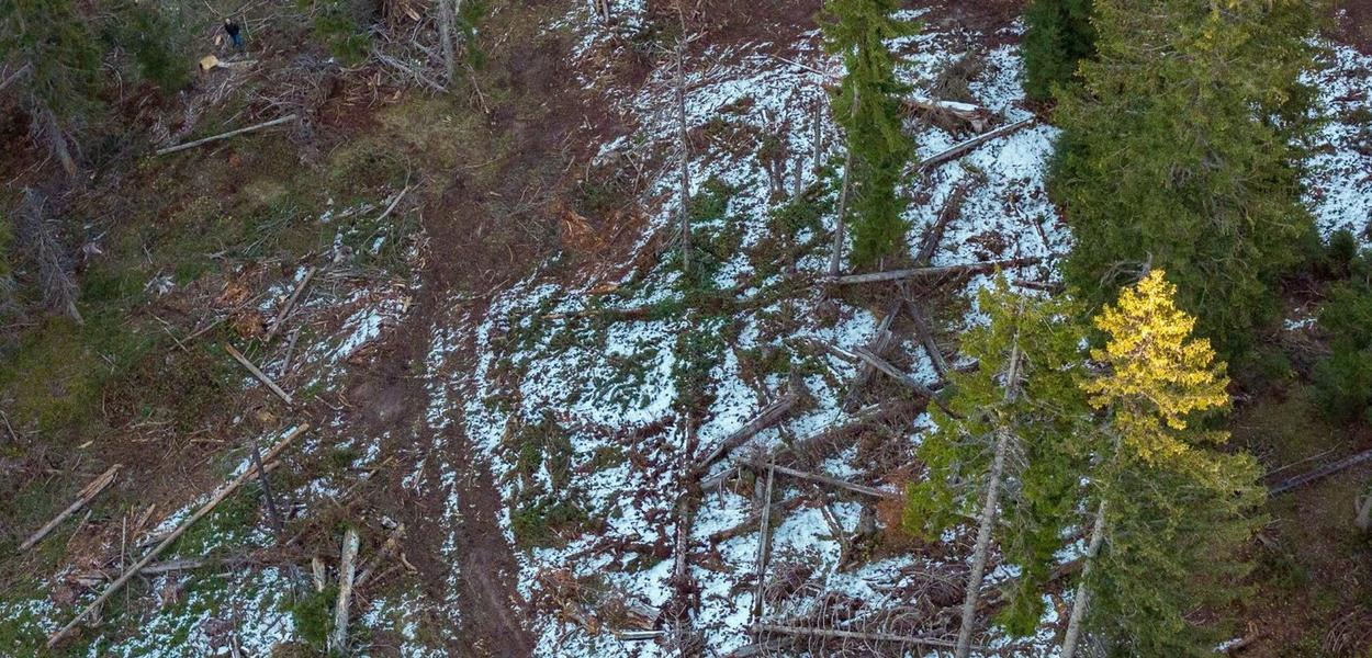 Dokazi o uništavanju rožajskih i beranskih šuma zabilježeni i kamerom (Foto: Standard)