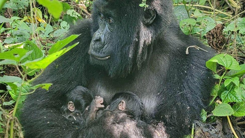 Gorila rodila blizance (Foto: Virunga National Park)