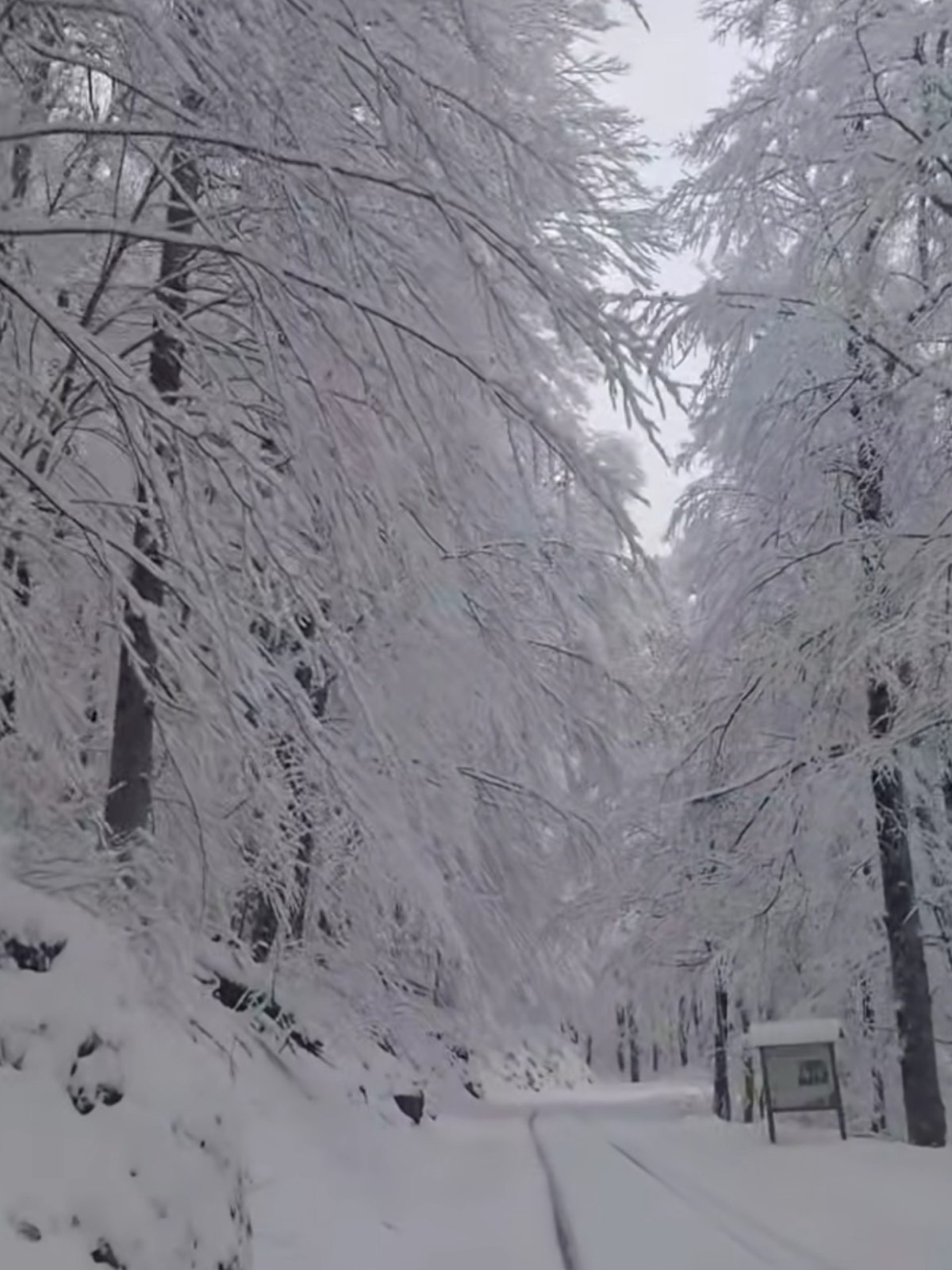 Biogradska gora (Foto: NPCG)