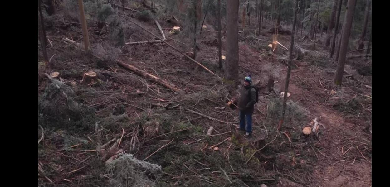 Rožajske šume uništene (Izvor: Standard)