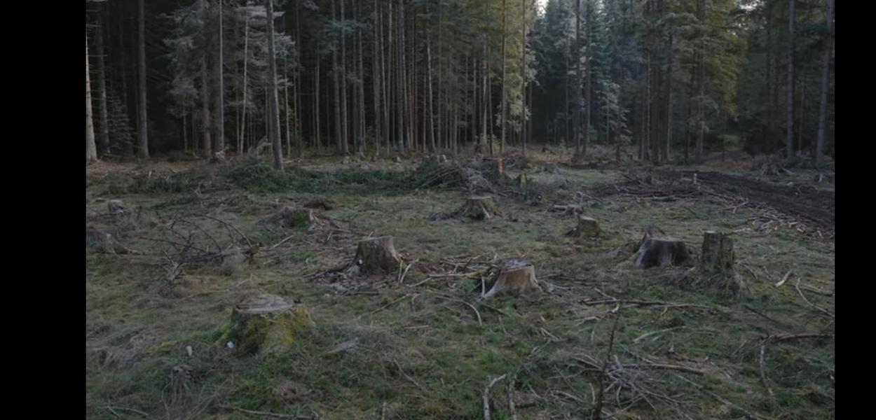 Katastrofalno stanje u rožajskim šumama (Izvor: Standard)