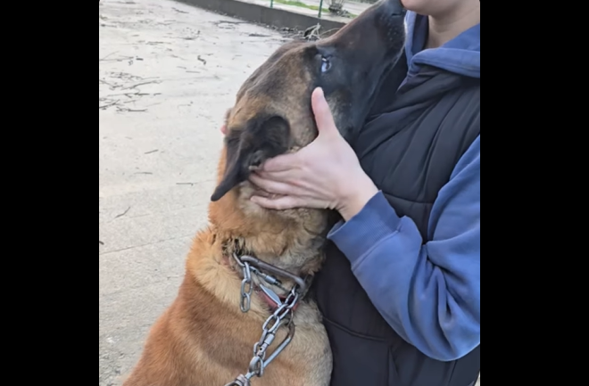 Pas u trenutku kada su ga volonterke spasile (Foto: Stop kadar)