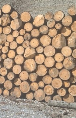 Zaplijenjeni trupci koji su posječeni preko naloga za ogrijevno drvo