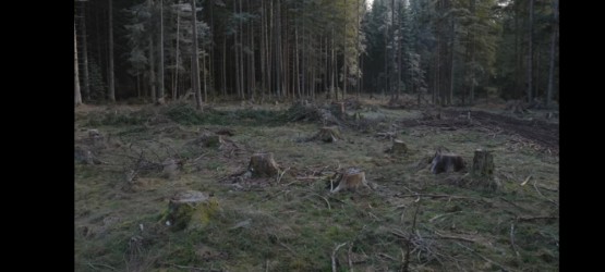 U šumama se sijeku isključivo kvalitetna stabla