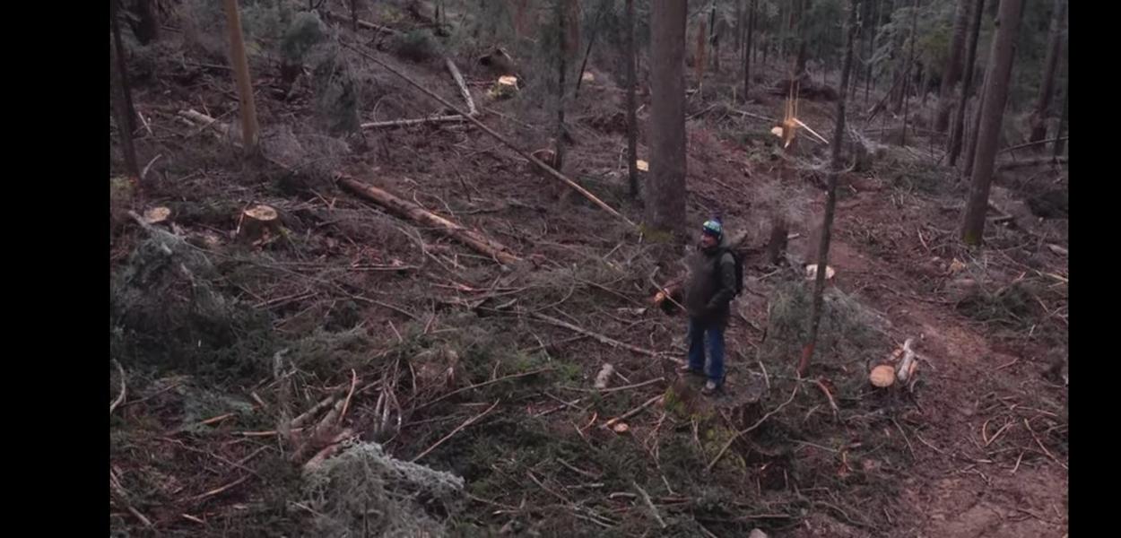 Hoće li crnogorske šume i pod državnom upravom opet biti plijen interesnih grupa (Foto: Standard)