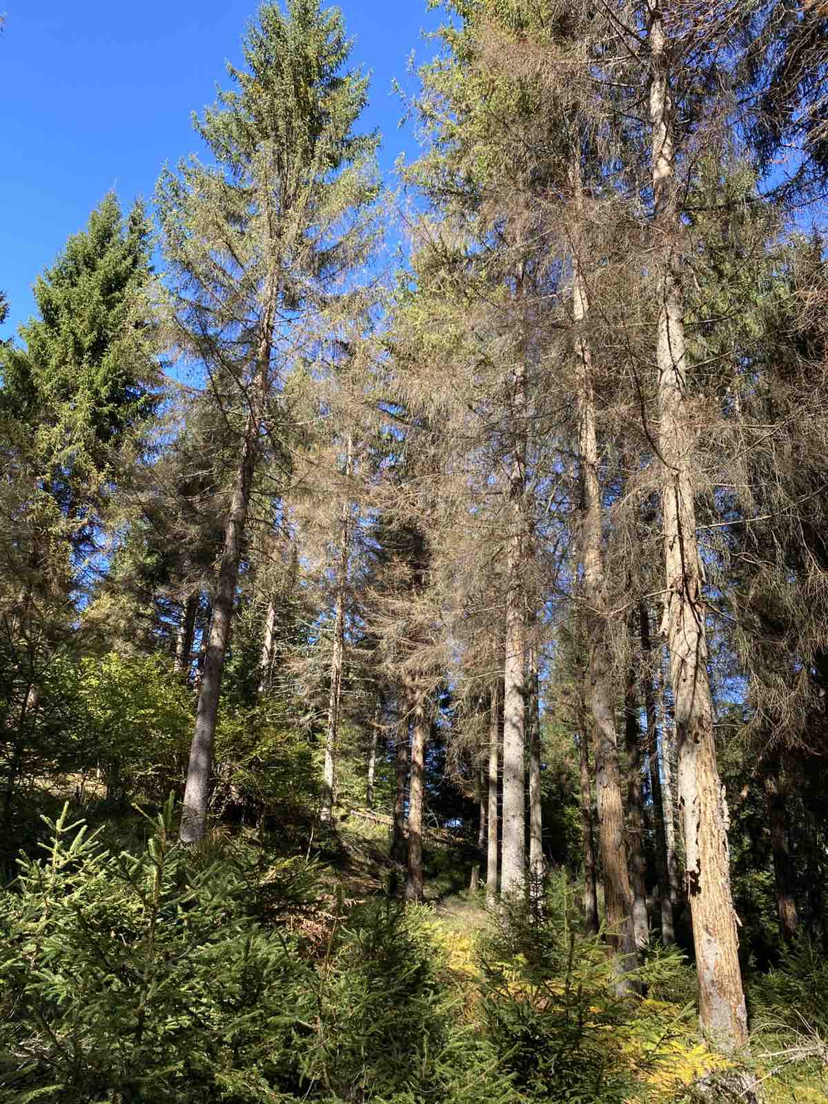 Potkornjak u NP Prokletije uništio više od 120.000 stabala