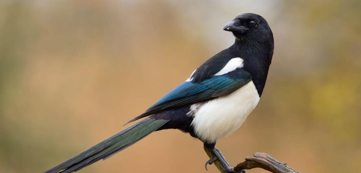 Ilustracija (Foto: Biodiverzitet )