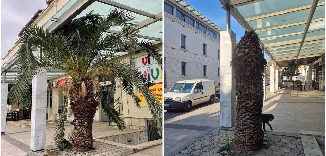 Palma u Bokeškoj ulici prije i nakon orezivanja i napada surlaša (Foto: Čitaoci Portala ETV)