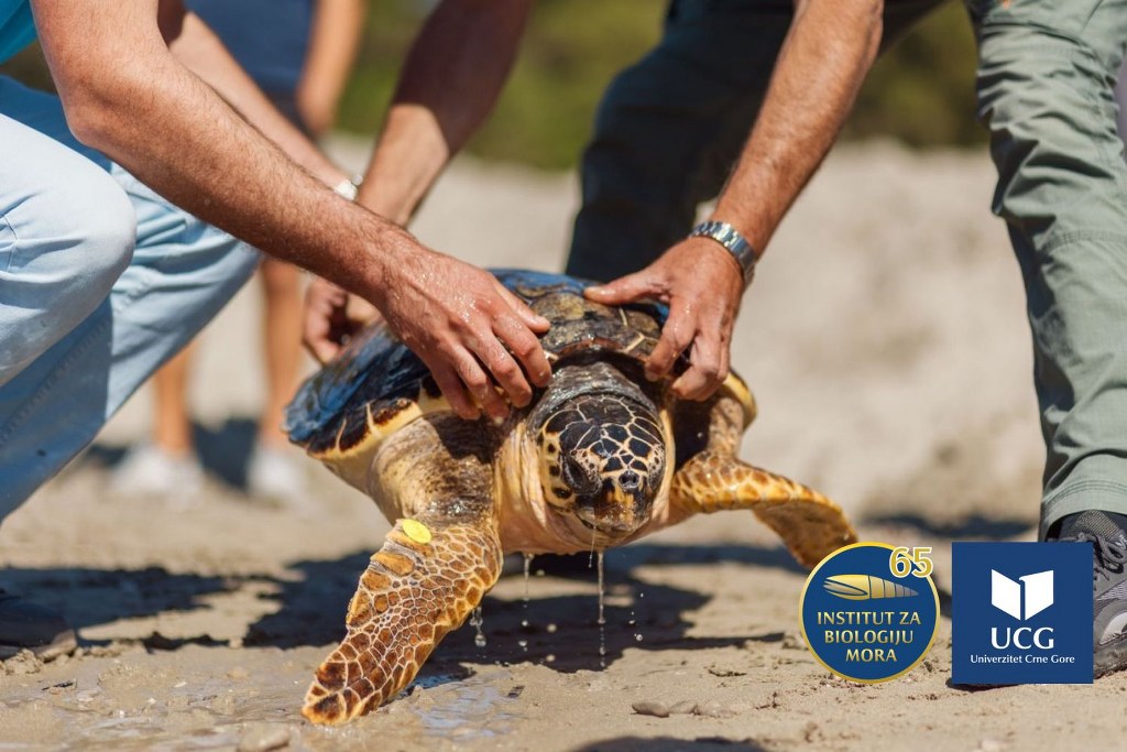  (Foto: Institut za biologiju mora)
