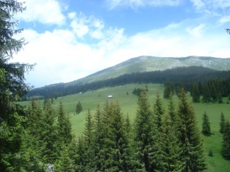 Primjena Zakona o šumama opet će biti odgođena