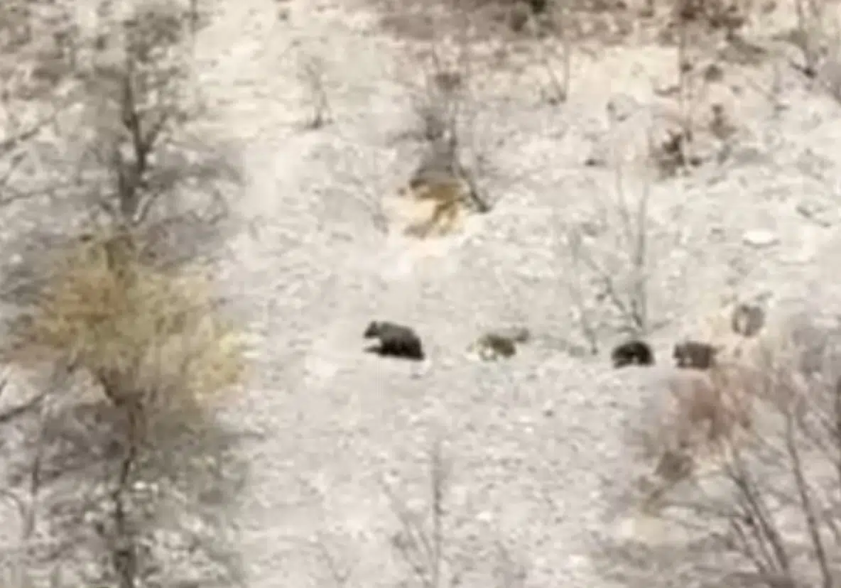 Mečka sa mladuncima (Foto: RTNK - stop kadar)