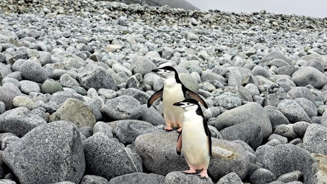 Crnogorski naučnici dio istraživačke misije na Antarktiku
