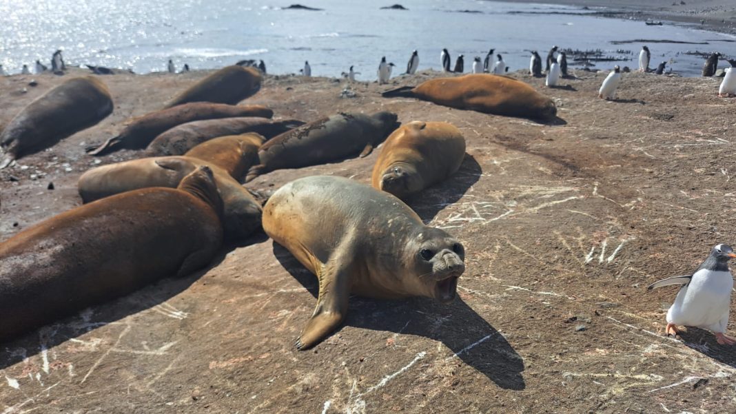 Crnogorski naučnici dio istraživačke misije na Antarktiku