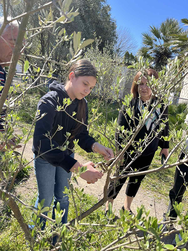 Akcija orezivanja maslina