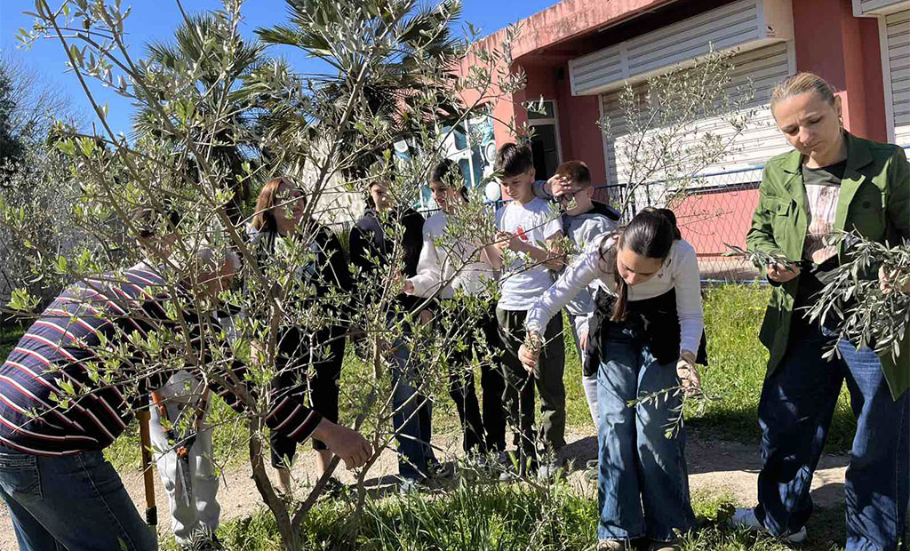 Akcija orezivanja maslina