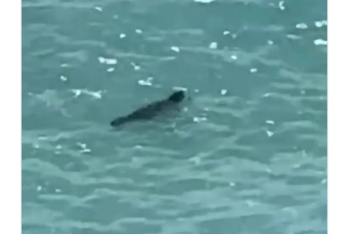 (Foto: Screenshot/Institut za biologiju mora)