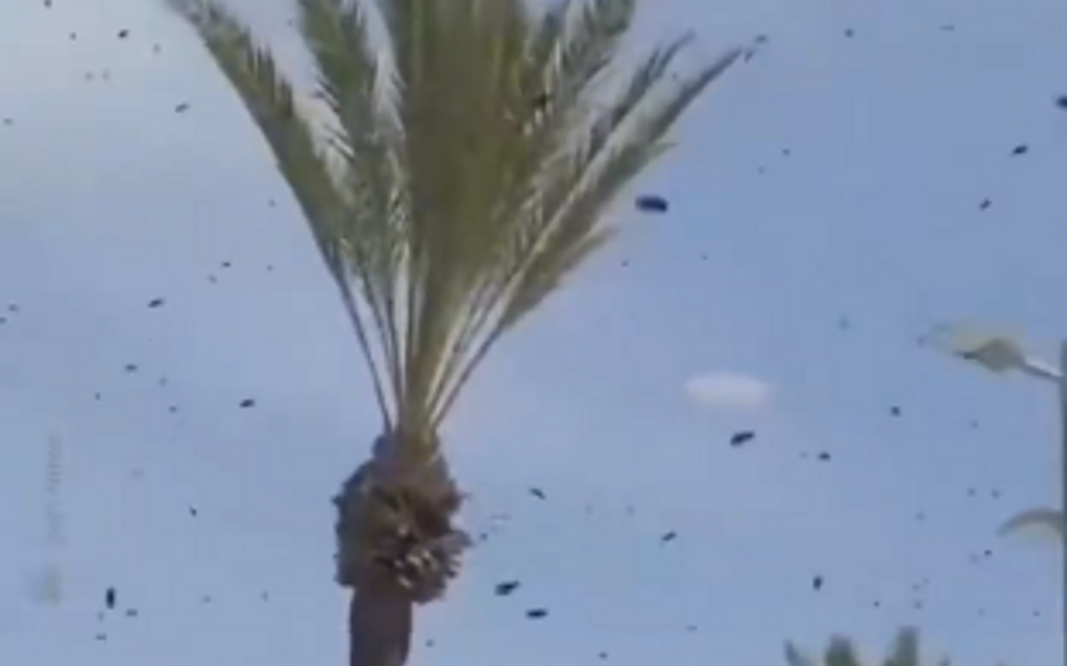  (Foto: X screenshot)