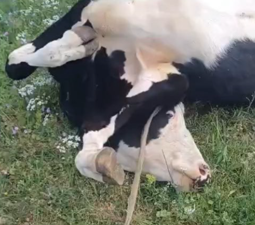 Foto: Inst/screenshot