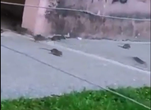  (Foto: X screenshot)