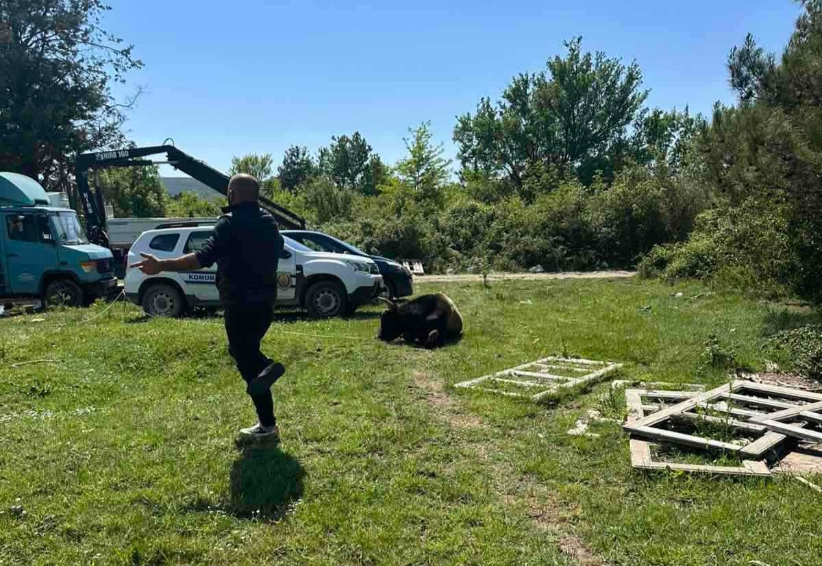  (Foto: NVO Prijatelji životinja )