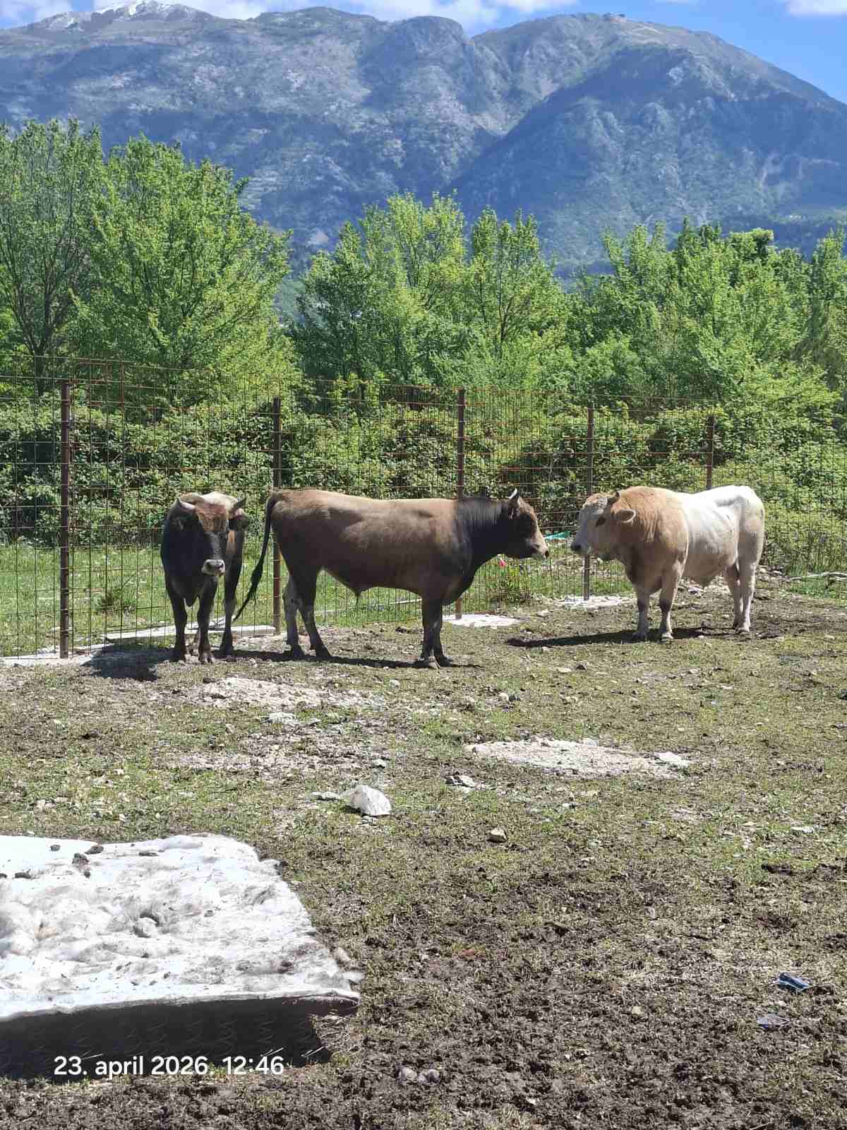 Lutajuća stoka (Foto: Opština Tivat)