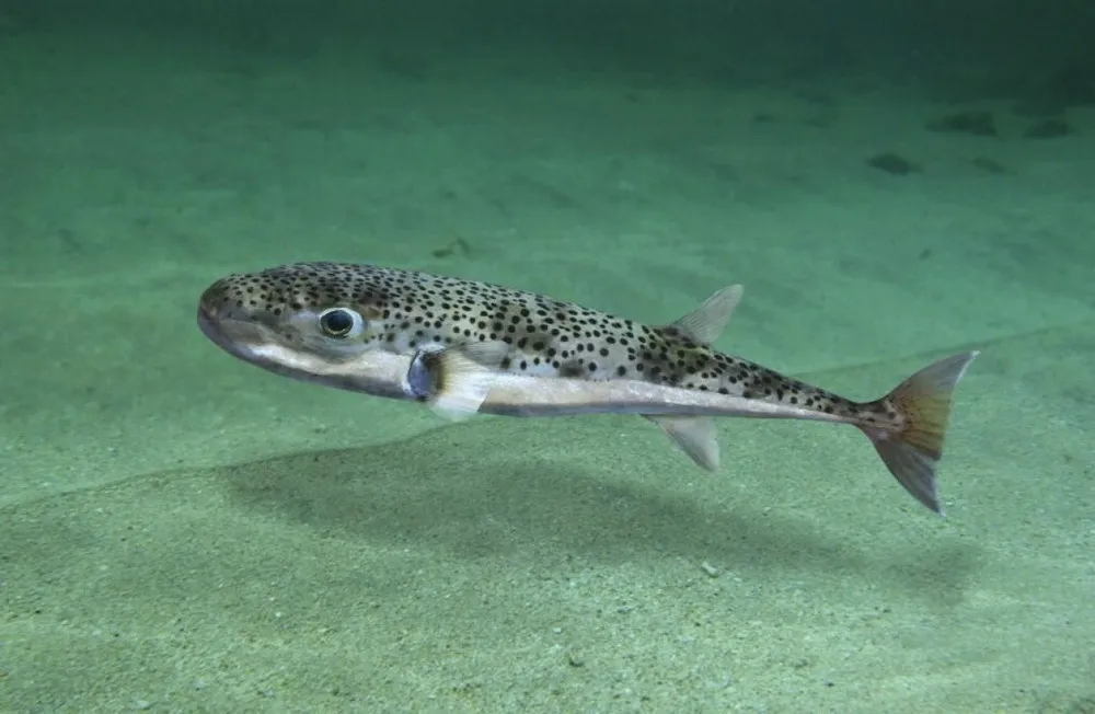 Srebrnopruga napuhača (Foto: Boka news)