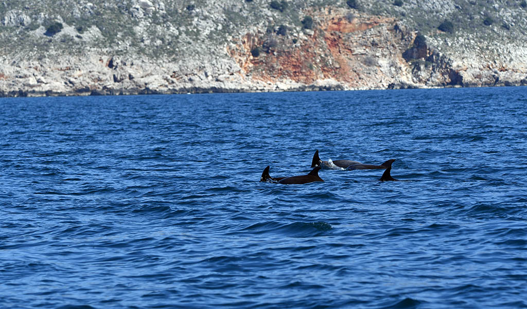delfini