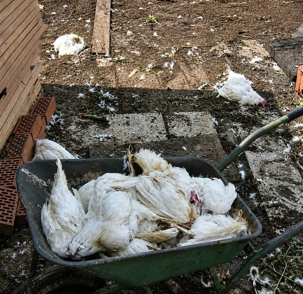 Psi usmrtili 100 koka nosilja (Foto: Dan/Ž.Šapurić)