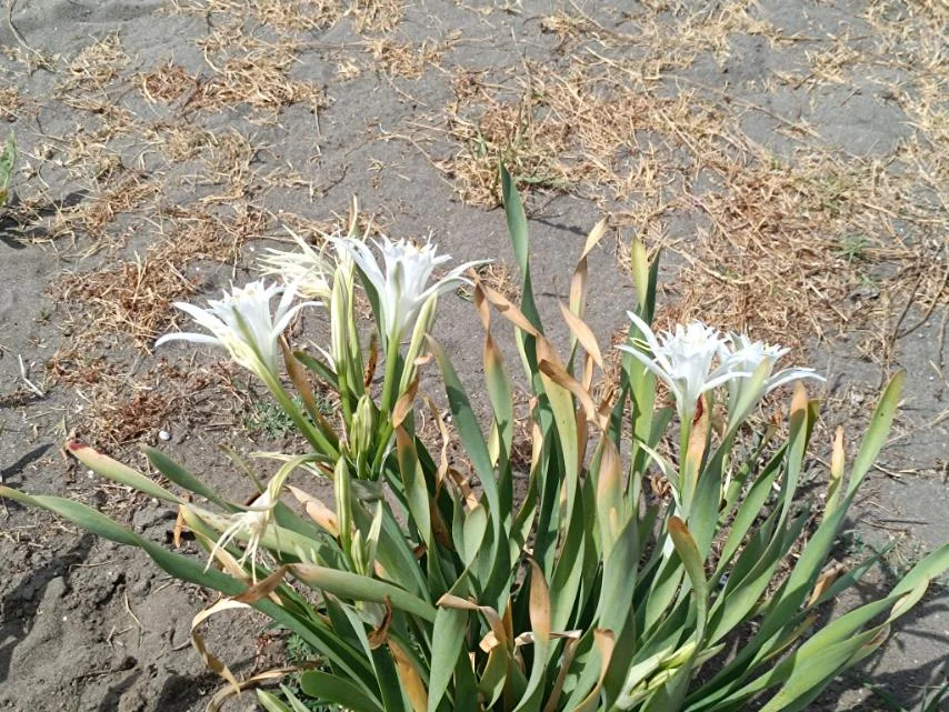 Pješčani narcis