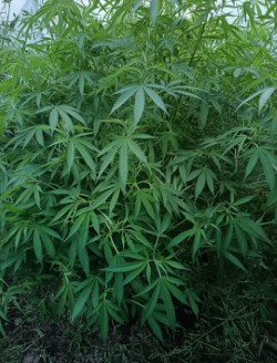 marihuana
