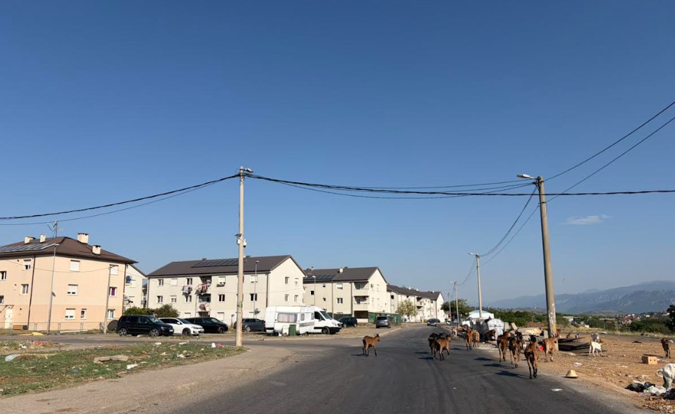 Lutajuća stoka (Foto: Portal ETV)