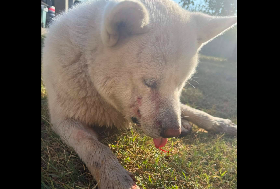 upucana akita