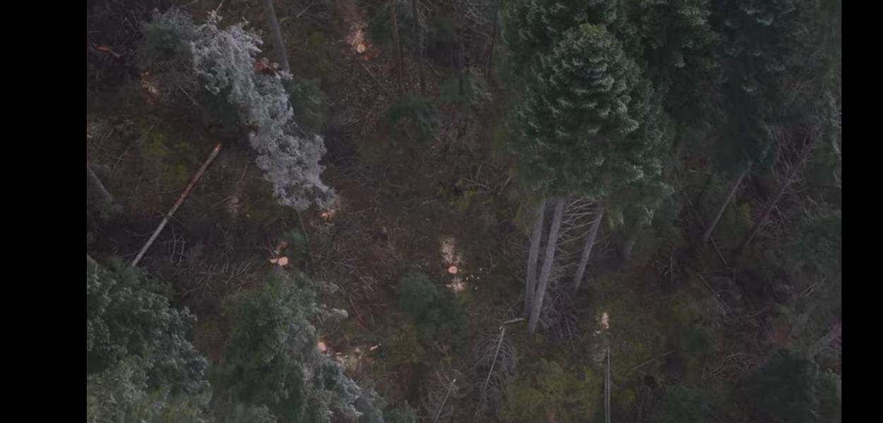Crnogorske šume nestaju, institucije bez reakcije, meta oni koji pokušavaju da ih zaštite (Foto: Standard)