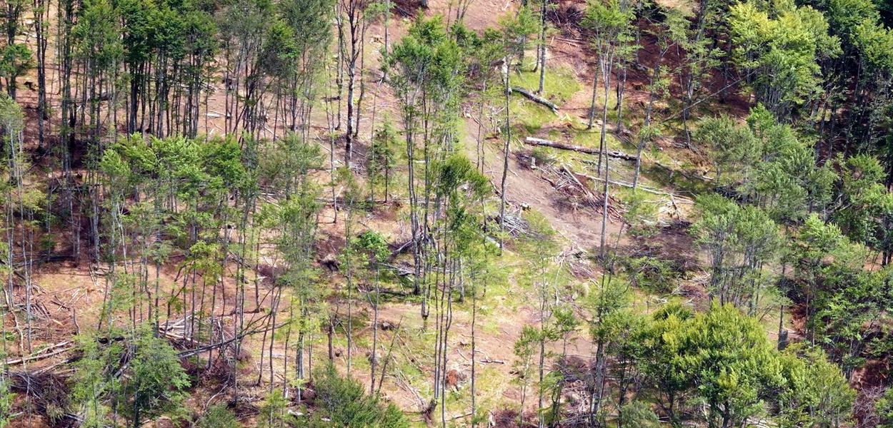 Crnogorske šume nestaju, institucije bez reakcije