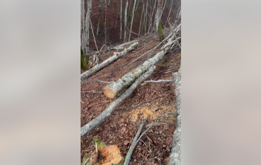 Bespravna sječa (Foto: Fejsbuk - stop kadar)