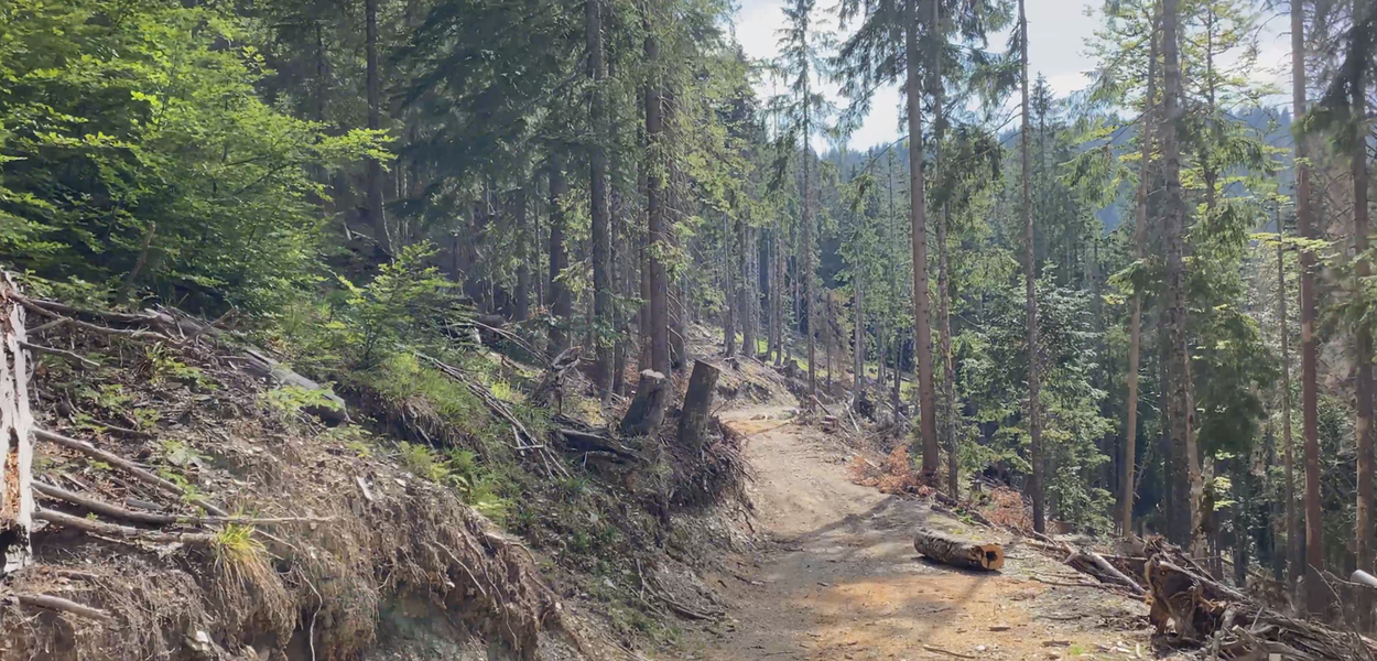 Uništavanja šuma na prostoru planine Jelovice, Berane (Foto: Andrija Delić/Ranko Kankaraš)