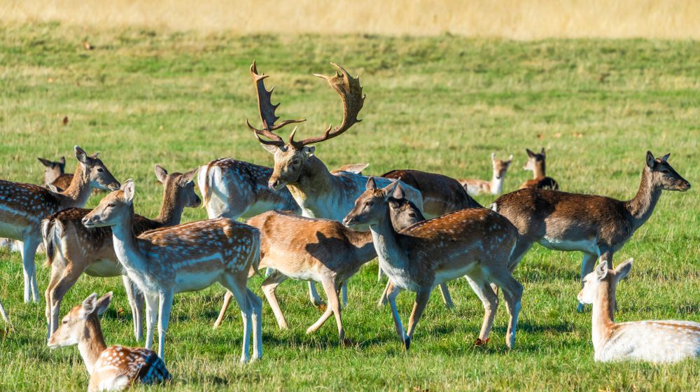  (Foto: Shutterstock/BBA Photography)